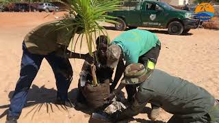 Plantation de cocotiers sur la plage de Safari par la SAPCO et les services des eaux et forêts [upl. by Nocaed]