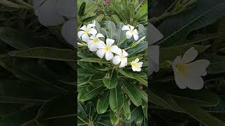 Plumeria obtusa FApocynaceae for ornamental purpose and fragrant flowers [upl. by Aivlys]