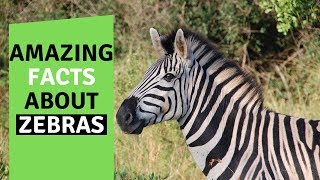 Top 25 Amazing Facts About Zebras [upl. by Liek]