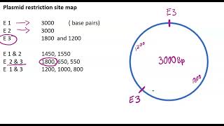 Mapping restriction sites on Plasmid DNA tutorial 2 [upl. by Mordecai]