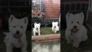 Westies Lovely Puppies 🐶 💕 12 shorts [upl. by Ahsenroc986]