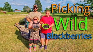 Picking Blackberries On The Homestead [upl. by Laaspere]