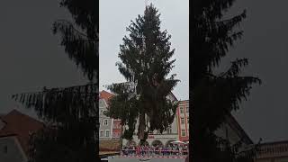 Tannenbaum Straubing europareisen [upl. by Maise]