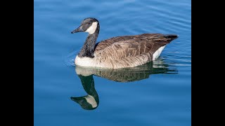 Birds of Thousand Trails Lake Wilderness [upl. by Ariad]