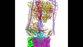 Rotational states of the S cerevisiae VATPase [upl. by Dajma]