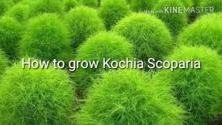 How to grow kochia from seeds EnglishHindi [upl. by Marras]