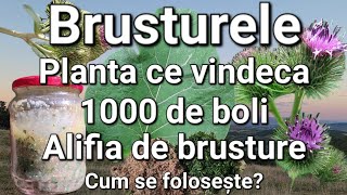 BrusturelePlanta ce vindeca 1000 de boli SpondilozaHernie de discGutaDureri reumatice ETC [upl. by Ronoel973]