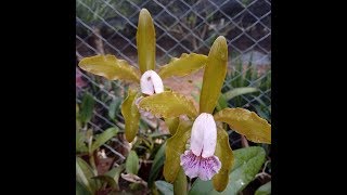 ORQUÍDEA CATTLEYA GUTTATA E FILHAS DE WALKERIANA QUEIMA DE ESTOQUE [upl. by Hadsall928]