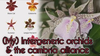 MY INTERGENERIC amp CAMBRIA ORCHIDS vIEWER REQUEST [upl. by Anirbas]