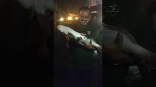 Big fish shortsvideo fish [upl. by Coney]