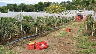 Manejo de Cultivos Fenología del Tomate [upl. by Anela]