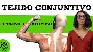 Células del tejido conjuntivo 💪 fibroso y adiposo [upl. by Nageem]