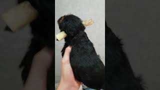 Yorkshire Terrier puppies are already 1 month old [upl. by Cynthea]