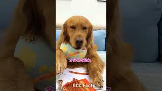 dog woodworking funny pets doglover waitforendcomedyshorts trendingshorts youtubeshorts [upl. by Atinaw]