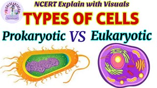 Prokaryotic VS Eukaryotic Cells  Difference between Prokaryotes amp Eukaryotes  Cytoskeleton  NCERT [upl. by Nevad452]