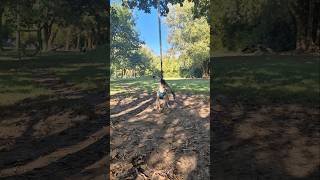 Dog park fun ❤️ dogshorts rock 80smusic bullybillows [upl. by Karrah]