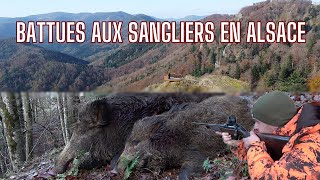 Chasse aux sangliers en AlsaceLe poste en OR Tirs de 3 sangliersDruckjagtBoar Hunting [upl. by Gruchot]