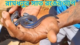 রামধনুর সাত রঙের সাপ 🐍 rainbow water shieldtail snake [upl. by Atoiganap946]