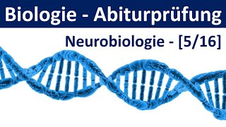 Biologie Abiturprüfung  Neurobiologie  Tipps und Aufgabentypen Abitur Biologie 516 [upl. by Eastlake32]