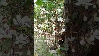 CLERODENDRUM WALLICHII  INDIAN BEADS PLANT  TRENDING PLANTS 2025 plants flowers nature yt [upl. by Anse]