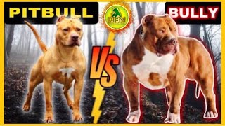 Whats the REAL Difference Between Pitbull and American Bully [upl. by Anrahs]