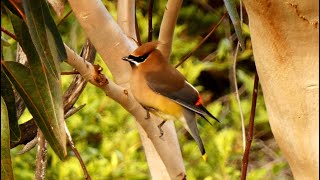 Cedar Waxwing  Bird Call 🐦♫  Bird Sounds [upl. by Ahsekahs170]