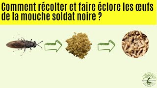 Comment récolter et faire éclore les œufs pour produires les asticots [upl. by Mathi496]