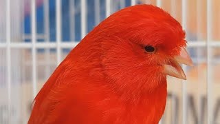 Red Factor Canary Singing  Canary Whistling And Talking [upl. by Kitarp]