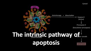 Intrinsic pathway of apoptosis [upl. by Ynalem304]