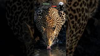 Leopard attack animal wildlife leopard shorts reel atitude naturebeauty3489 og londolozi [upl. by Loginov299]