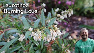 Burning Love™ Leucothoe [upl. by Namrehs932]