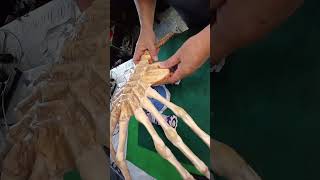 My facehugger pet facehugger diy homemade cosplay alienface alienromulus craft [upl. by Lark]