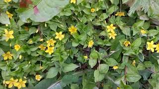 Yellow Pimpernel A Musical Exploration of This Stunning Flower [upl. by Wolfgram]