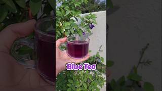 Healthy Tea recipe youtube youtubeshorts shorts viral trending bluetea triodose [upl. by Kred]