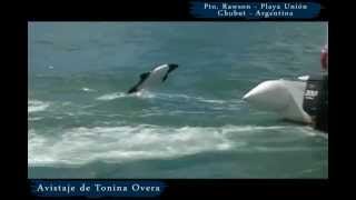 Avistaje de Tonina Overa en Playa Unión  Chubut [upl. by Robaina317]