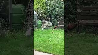 Algernon and Blanche visit for lunch pheasant nature wildlife [upl. by Einamrej]