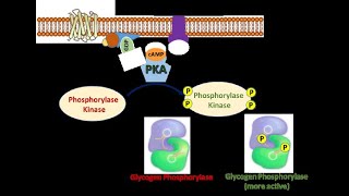 The Fight or Flight Response Part 5 Activation of Phosphorylase Kinase and Glycogen Phosphorylase [upl. by Dranik65]