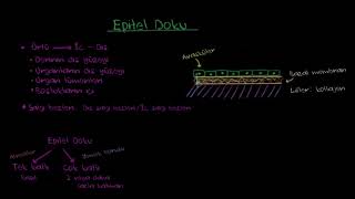 Epitel ve Bağ Doku Biyoloji  Hücrenin Yapısı [upl. by Ynffit]