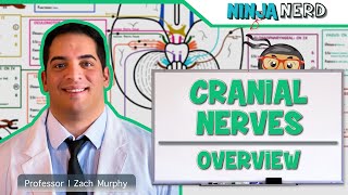 Neurology  Cranial Nerves Overview [upl. by Hayila919]