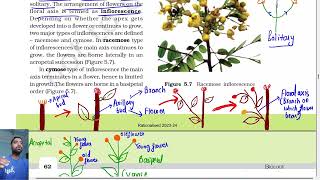 Morphology of flowering plants class 11  Inflorescence  Ncert line by line Part 3 [upl. by Blader420]