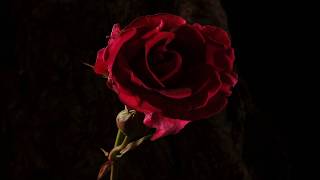 Red rose flower opening and dying time lapse [upl. by Dayle903]