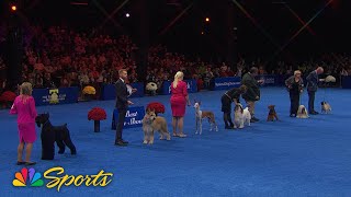 National Dog Show 2024 Best in Show Full Judging  NBC Sports [upl. by Seafowl409]