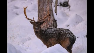 Tasmanian fallow deer hunting  Fallow Fever movie Trailer [upl. by Nagem]