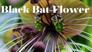 Tacca ChantrieriBlack Bat FlowerEndangered FlowersnaturePlantsBlackBat [upl. by Yengac]