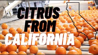 What happens to California Citrus after harvested [upl. by Fancie]