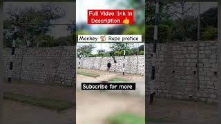 Monkey 🐒 Rope for beginners 💪 shorts youtubeshorts monkey [upl. by Niatsirt467]