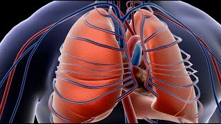 Comprehend the Structure of Lungs in Humans [upl. by Initirb426]