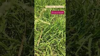 Cynodon dactylon।।Grass। herbs grassplant nature field life exploration Plantinvestigation [upl. by Assilana]