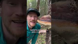 Licking the Guttation on a Red Belted Conk Fomitopsis pinicola species complex for Science [upl. by Dareg]