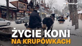 Życie koni na Krupówkach [upl. by Aicilehp]